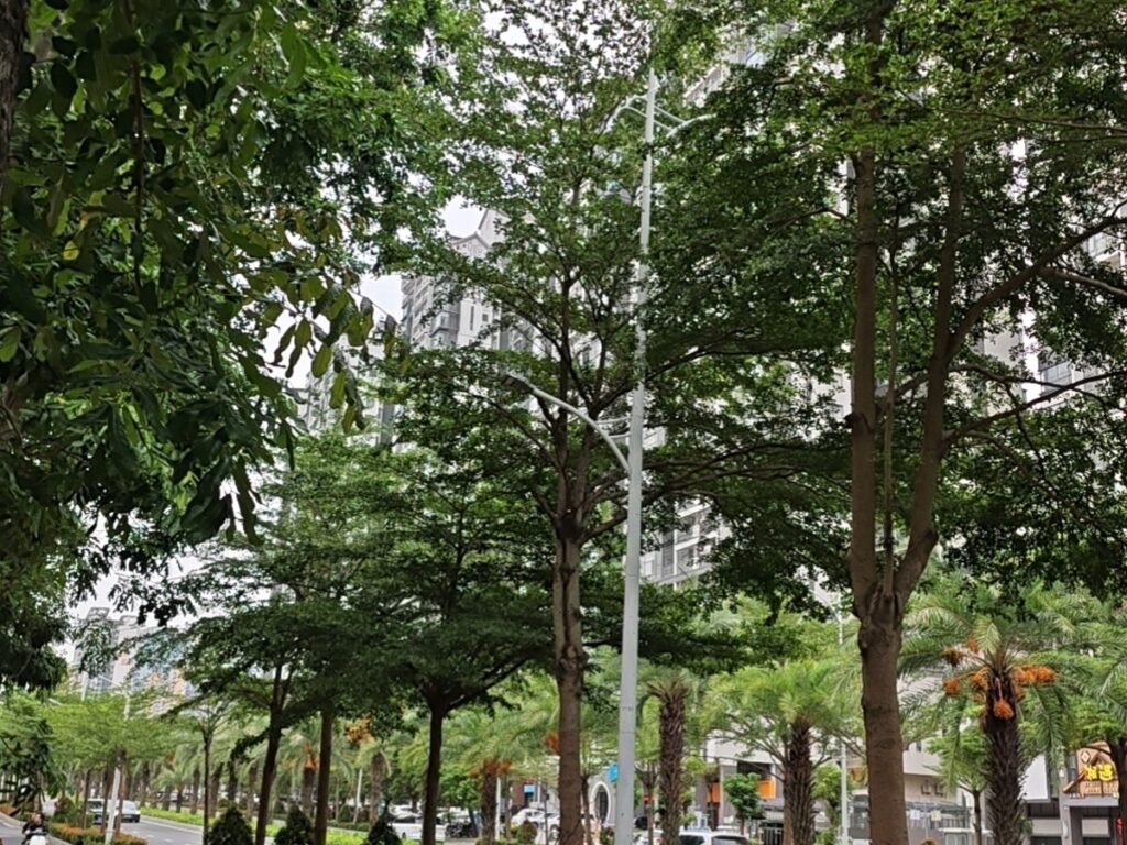 Palm-lined boulevard and city skyline in Zhanjiang, Guangdong